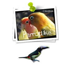 Harlequin macaw pair