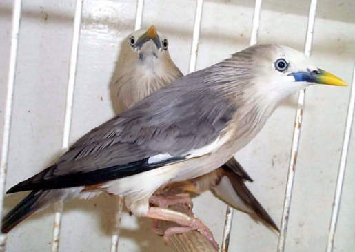 Malibar or Chestnut-tailed Starling