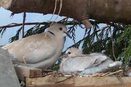 Ringneck doves (Streptopelia risoria)