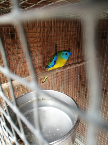 Turquoisine Parakeets