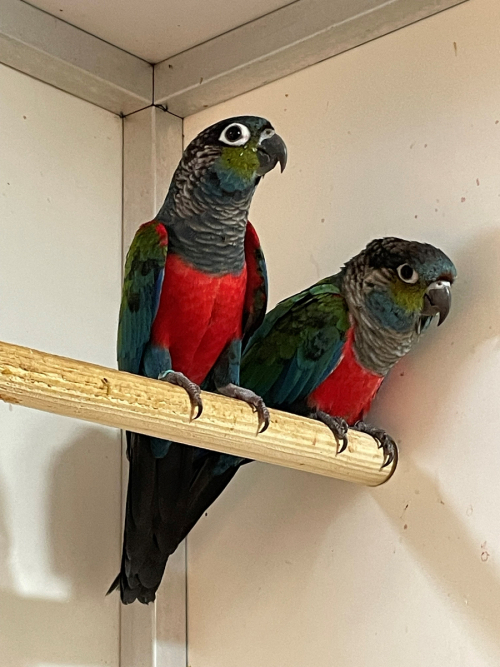 Crimson Bellied Conures Conures Wales UK Parrots for Sale