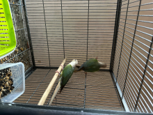 Pineapple conure adults pairs 22/23 bird