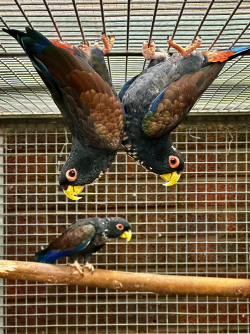 bronze wing pionus Breeding parrots Midland UK All Birds for sale.