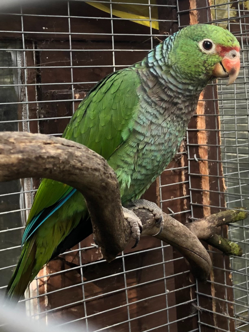 Vinaceous Amazons Parrotlike Midland UK All Birds for sale.