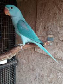 Blue Alexandrine Hen