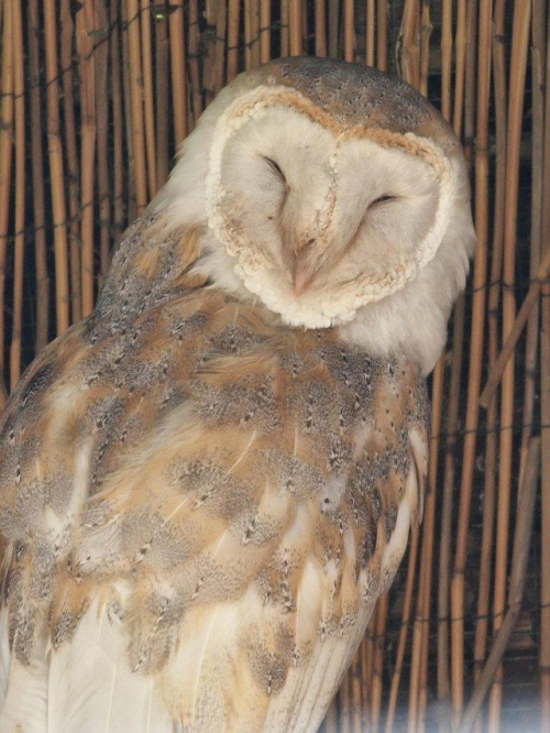 Parentreared Barn Owl for sale Owls North UK All Birds for sale.