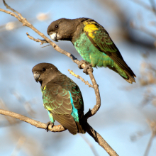 Meyers parrot Male wanted