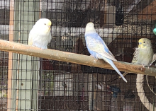 Rainbow budgerigars 