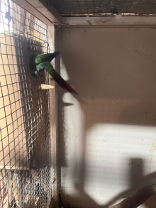 Breeding pair of Pearly Conure 