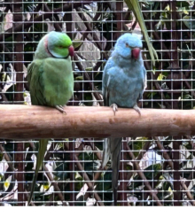 Indian Ringnecks 