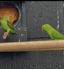 Hanging Parrots trio