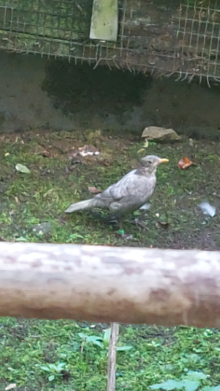 Mutation blackbirds 