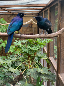 Rupells glossy starlings