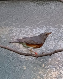 Grey Backed Thrushes