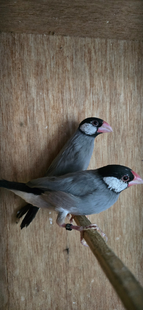 Java finch - Seedeaters - North UK - All Birds for sale.