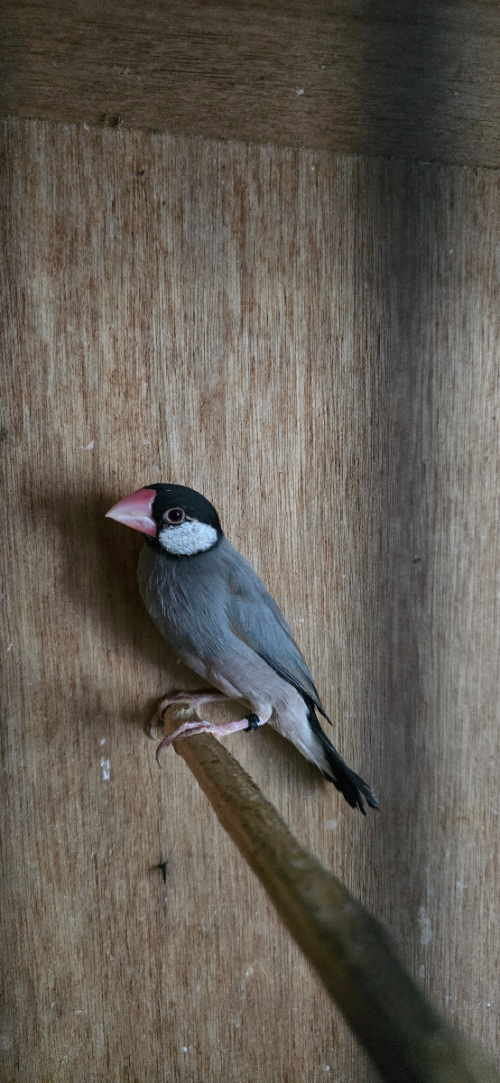 Java finch - Seedeaters - North UK - All Birds for sale.