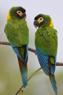 Yellow Collared Macaw to swap for same