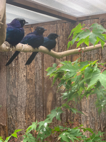 Rupells glossy starlings 