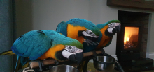 Blue & Gold Macaws