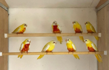 Splendids wanted Carlisle Sale