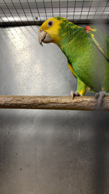 Famale Double yellow Headed Amazon 