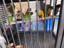GC Conures Lott