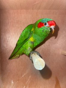 Hen Musk Lorikeet Wanted