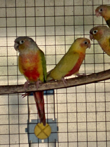 Mutation Green Cheek Conures