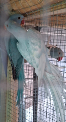 RINGNECK MUTATIONS 