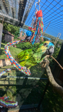 Hand reared Blue-fronted Amazon