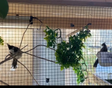 Red whiskered bulbul hen