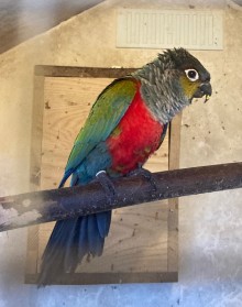 Red bellied conures 