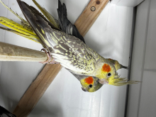Cockatiels 