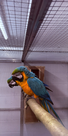 Proven Hen Blue and Gold Macaw 