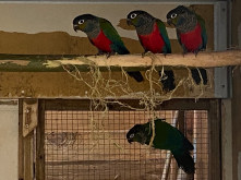 Crimson bellied Conure