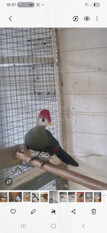 Red crested  turaco cock for sale