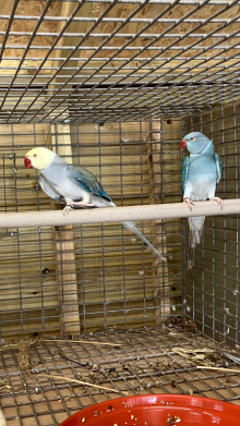 Ringneck mutations 