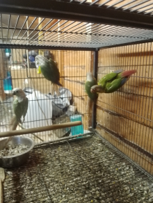 Green cheeks cocks
