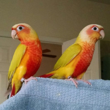 Conures pairs or young