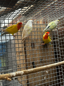 Proven peach face lovebirds 