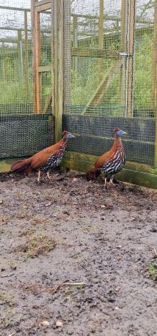 TRAGOPANS/ FIREBACK