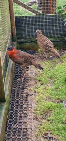 TRAGOPANS