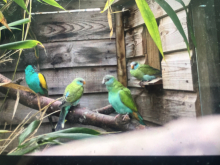 Hooded parakeets