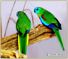 turquisine parakeet