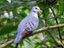 Blue Ground Dove MALE