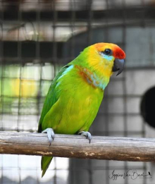 Fig parrots available!!! 