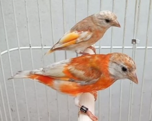 Mutation Red Siskin Hen