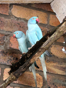 Ringnecks, Blue Opalines