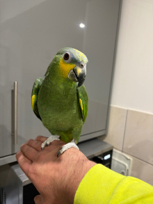Orange winged Amazon Hand tame 