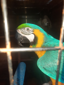 BLUE&GOLD MACAW